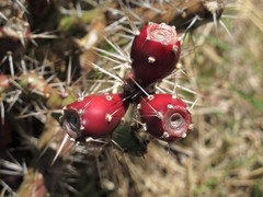 Opuntia aurantiaca