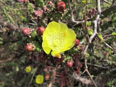 Opuntia aurantiaca