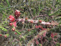 Opuntia aurantiaca