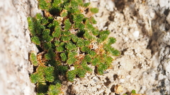 Selaginella eremophila