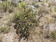Opuntia aurantiaca