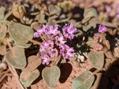 Abronia nana