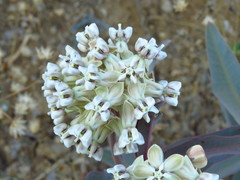 Asclepias glaucescens