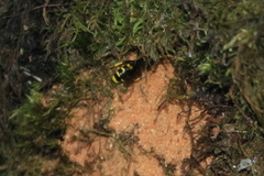 Ectemnius cephalotes