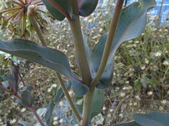 Asclepias glaucescens