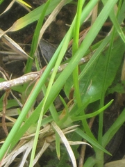 Pholidobolus montium