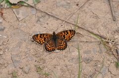 Melitaea pseudornata