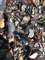 Plocamostethus planiusculus