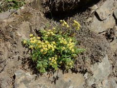 Lomatium hallii