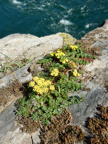 Image of Lomatium hallii by (c) Ed Alverson, some rights reserved (CC BY)