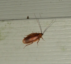 Parcoblatta virginica