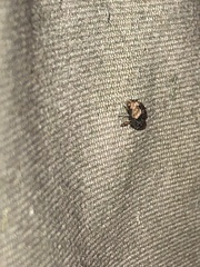 Cryptorhynchus fuscatus