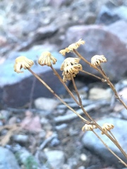Packera millelobata