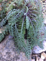 Packera millelobata