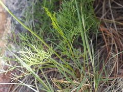 Harbouria trachypleura