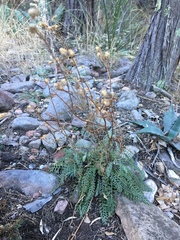 Packera millelobata