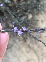 Verbena menthifolia