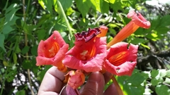 Campsis radicans image