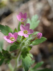 Collomia heterophylla