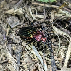 Carabus lineatus lateralis