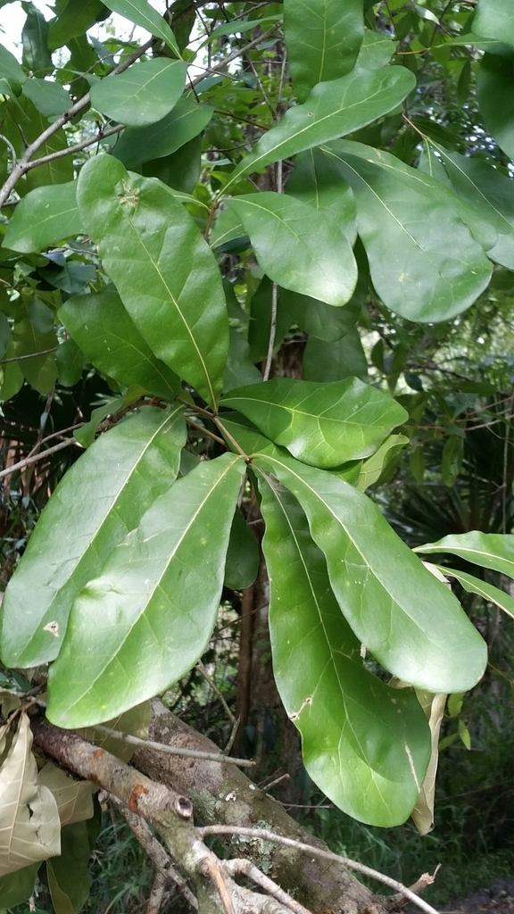 swamp laurel oak from Sidell, FL 34266, USA on May 21, 2021 at 04:23 PM ...