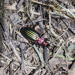 Carabus lineatus lateralis