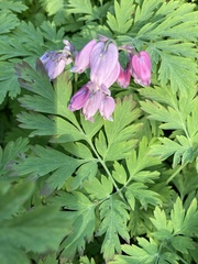 Dicentra formosa formosa