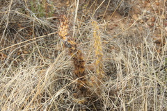 Cylindropuntieae
