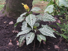 Aphelandra squarrosa