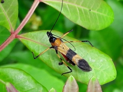 Zelus errans