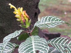 Aphelandra squarrosa