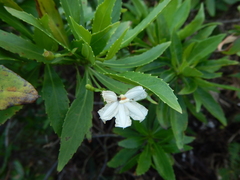 Scaevola chamissoniana