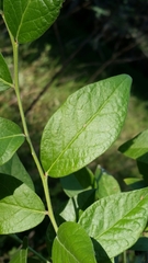Vaccinium fuscatum image