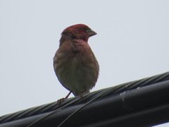 Haemorhous purpureus californicus