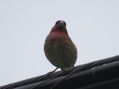 Haemorhous purpureus californicus