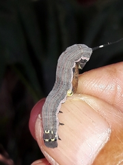 Isognathus allamandae