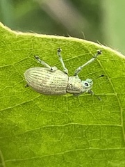 Eugnathus distinctus