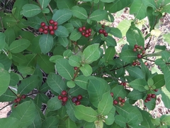 Rauvolfia tetraphylla