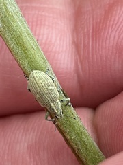 Eugnathus distinctus