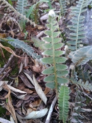 Pleopeltis lepidopteris