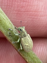 Eugnathus distinctus