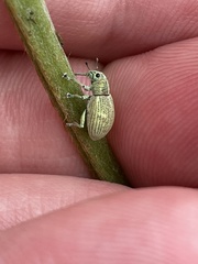 Eugnathus distinctus