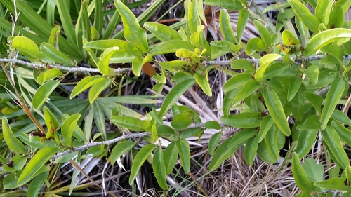 Ximeniaceae image