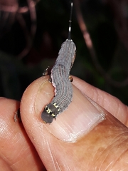 Isognathus allamandae