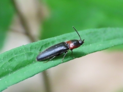 Ampedus rubricus