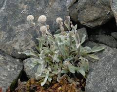 Craspedia lanata elongata