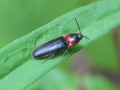 Ampedus rubricus