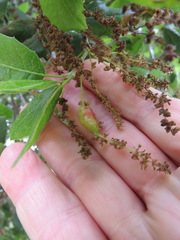 Callirhytis congregata