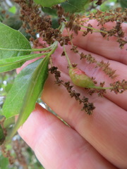 Callirhytis congregata