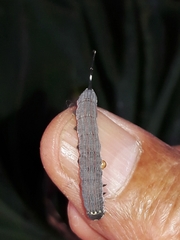 Isognathus allamandae